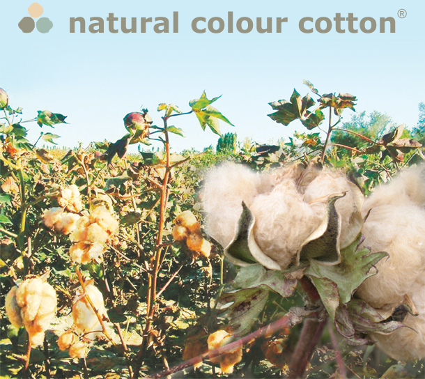 natural colour cotton field